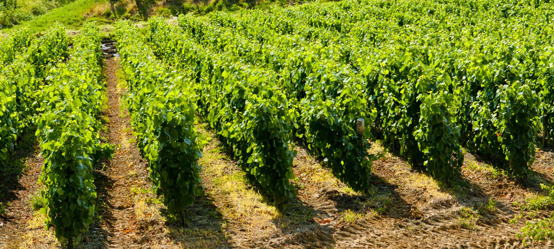 Vineyards  Palatinate wine region 