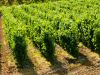 Vineyards  Palatinate wine region 