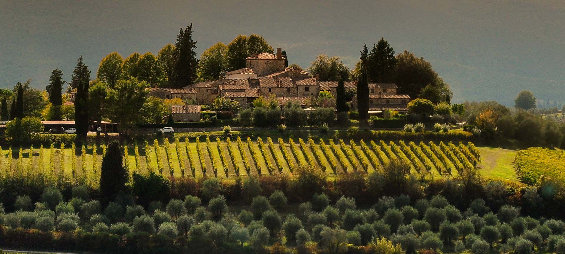 Tuscan Vineyard